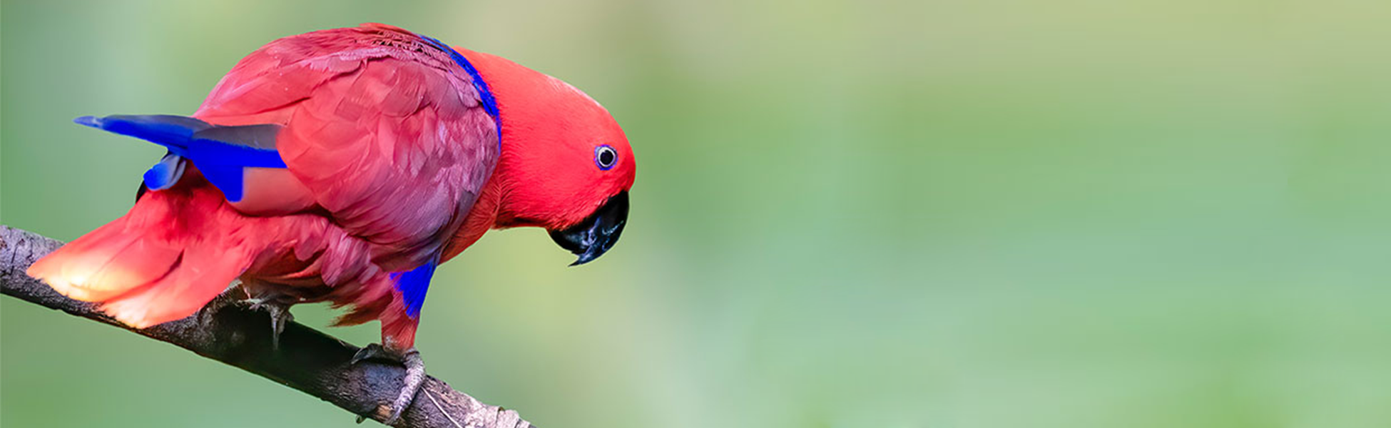 Parakeet and parrot