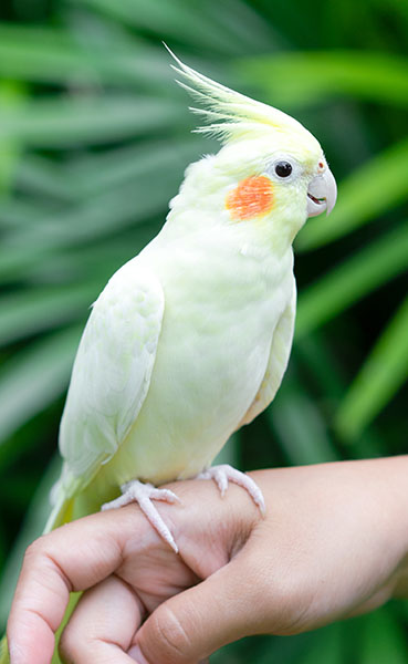 Parrot on hand