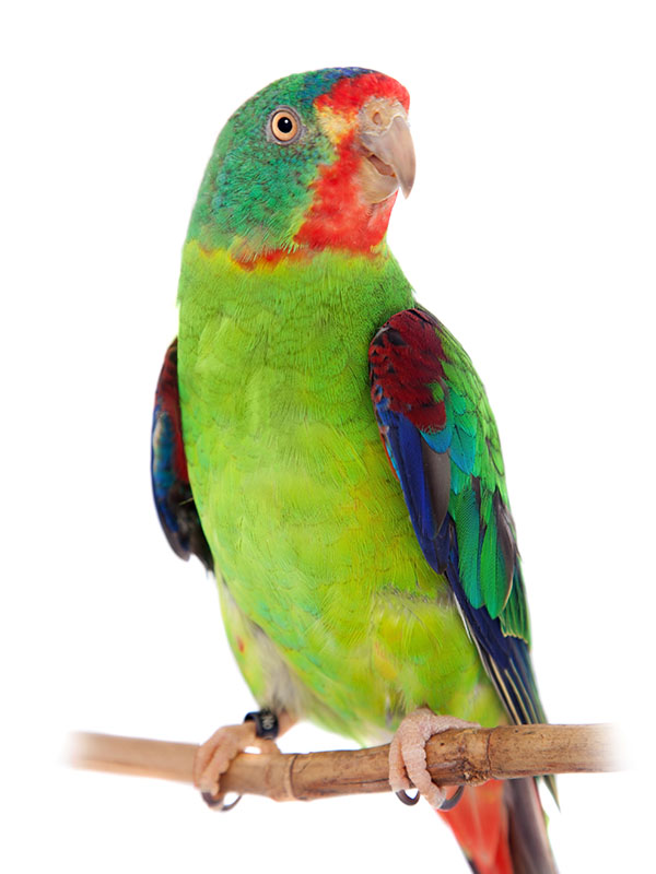 Parrot