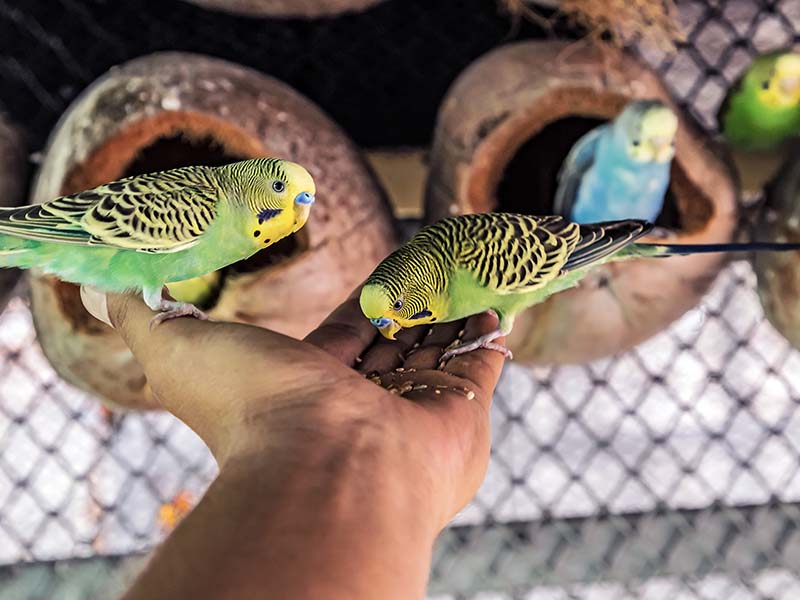 budgerigar australian parakeet melopsittacus undulatus parrot pet