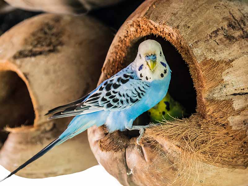 budgerigar australian parakeet melopsittacus undulatus parrot pet