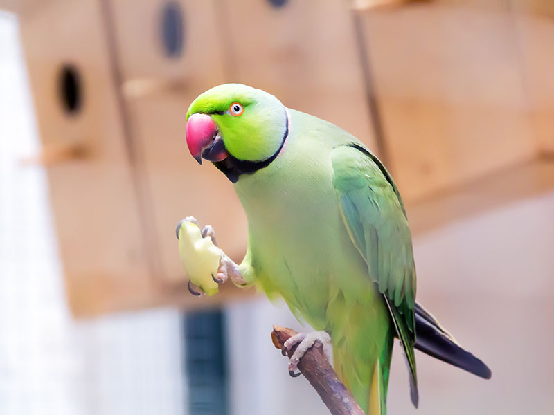 one eating green parrot