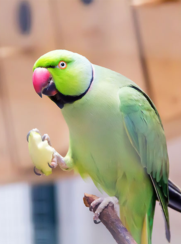 parakeet 2