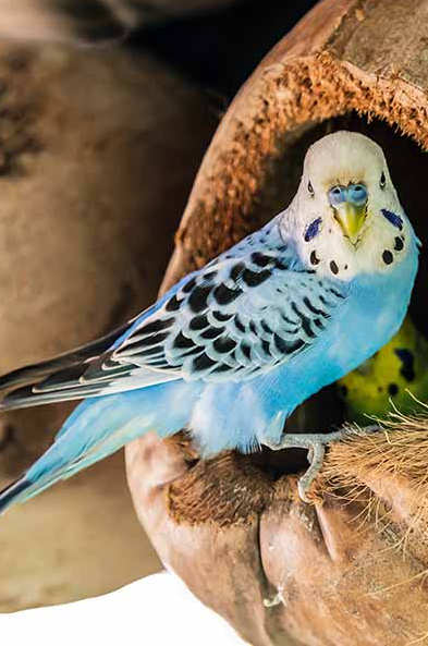 Parakeet care