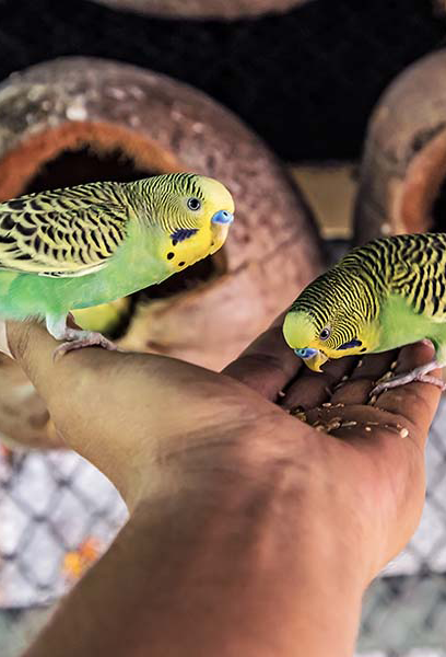 parakeet on hand