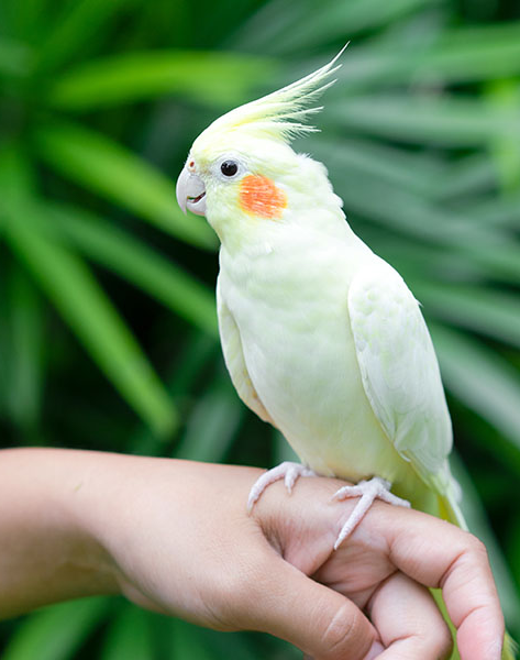 parrot behavior