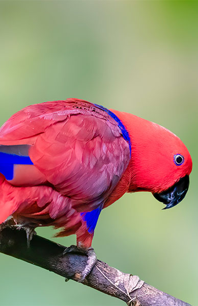 parrot breeding